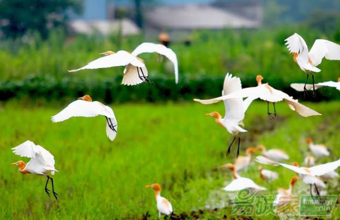 習(xí)近平堅(jiān)持綠色低碳建設(shè)一個(gè)清潔美麗的世界